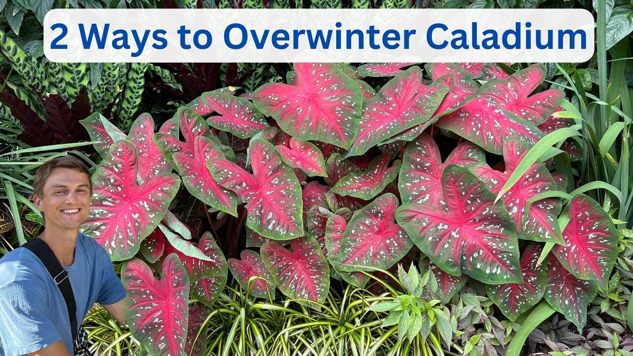 Save your caladiums for next year with these 2 simple methods