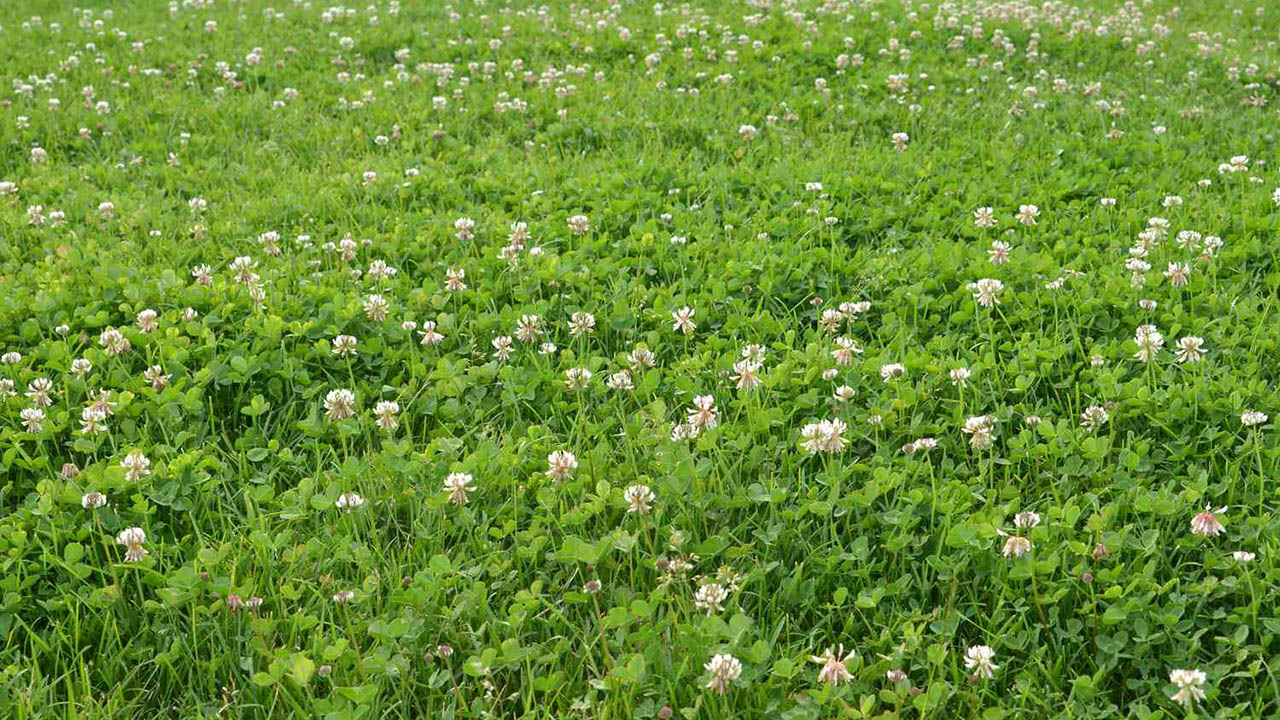 10 reasons why you should be using clover as a groundcover