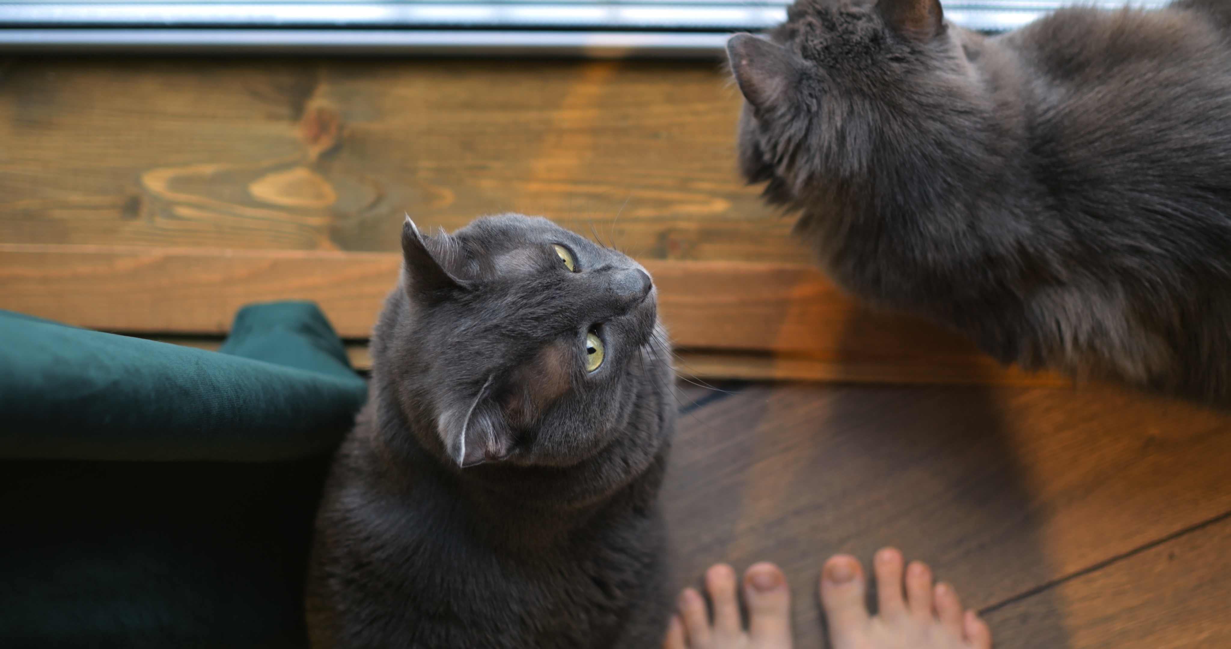 Missing cat returns after 6 months—but real shock comes 1 year later