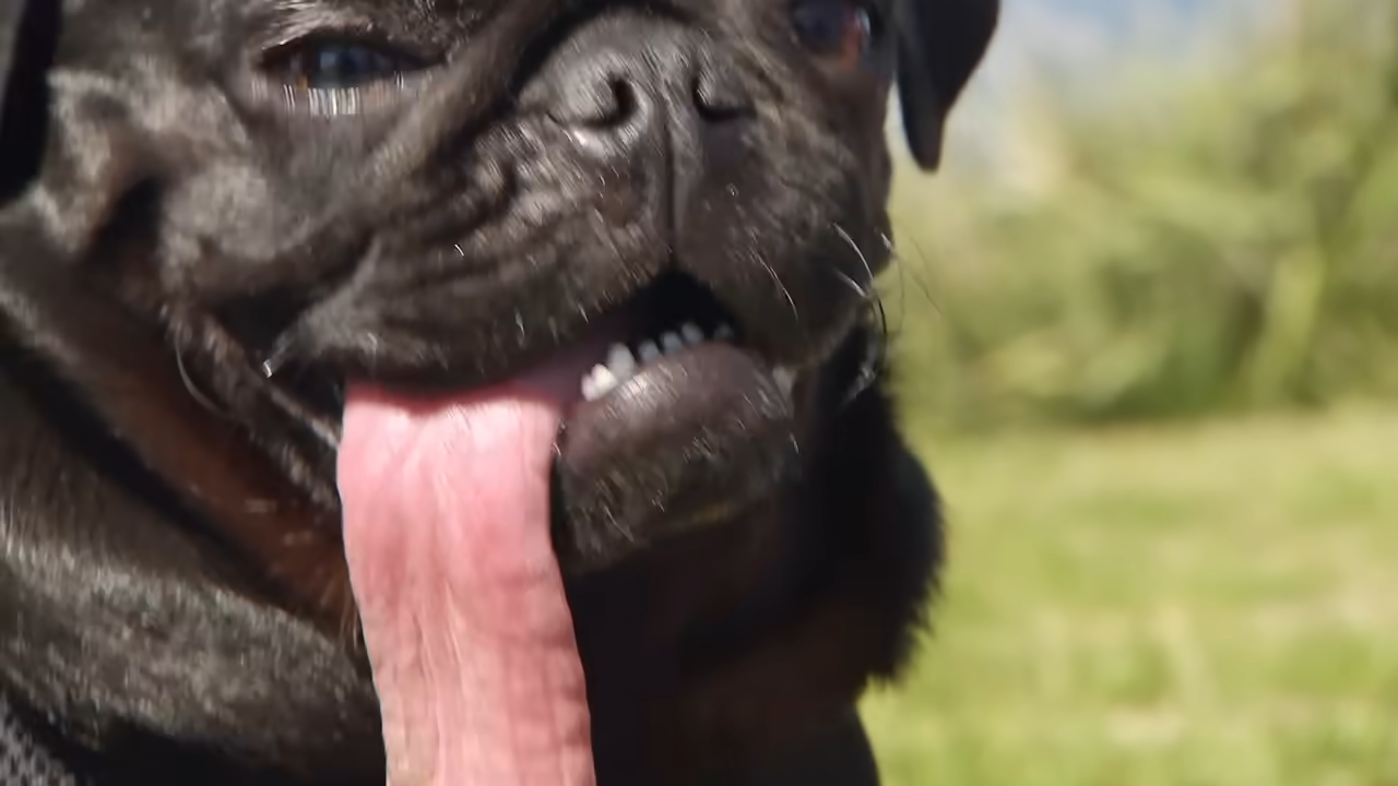 Why this dog’s tongue became an internet sensation