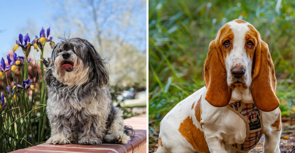 9 dog breeds perfect for introverts looking for a quiet, loyal companion