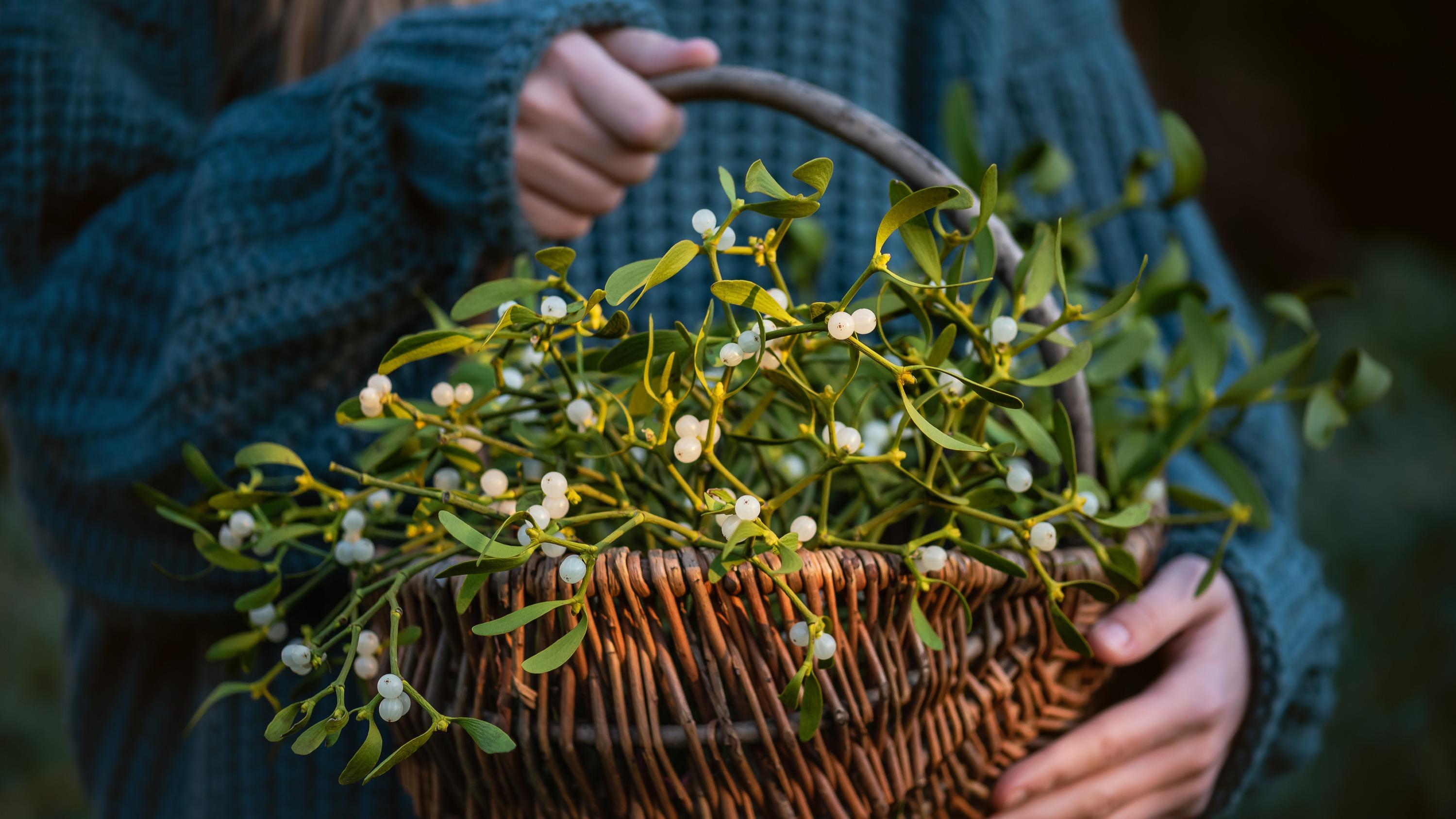 Gui, houx, sapin : les véritables histoires derrière nos plantes de Noël