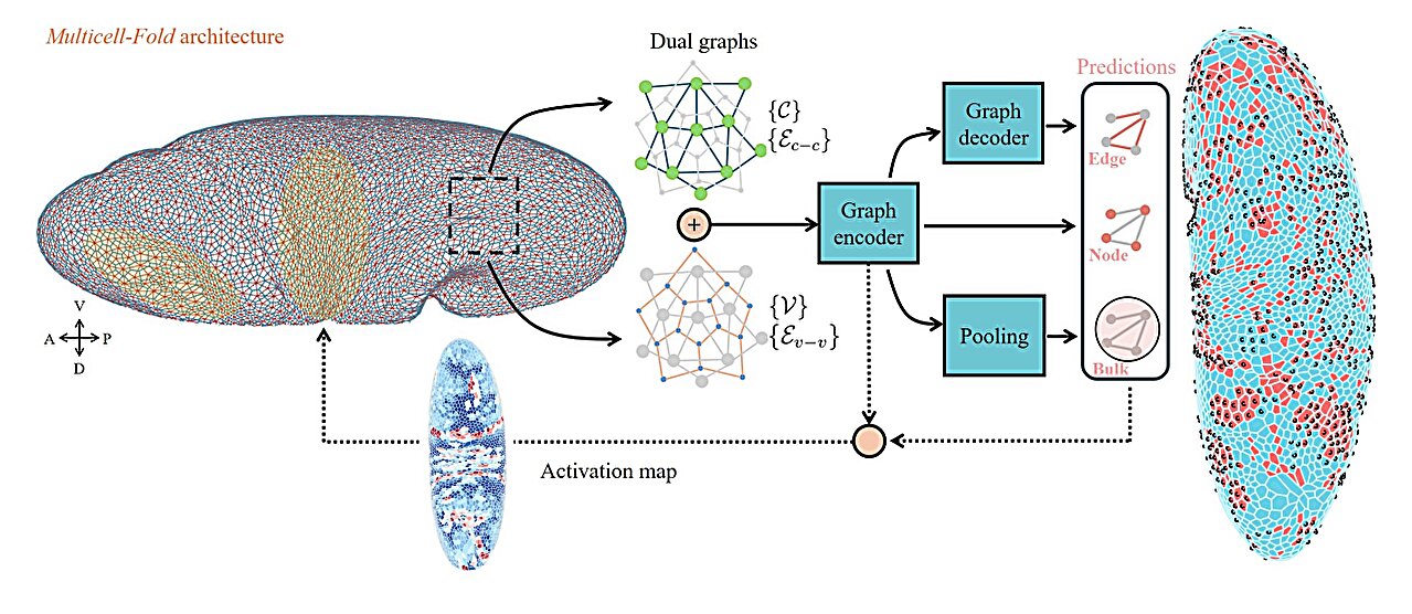Deep-learning model predicts how fruit flies form, cell by cell