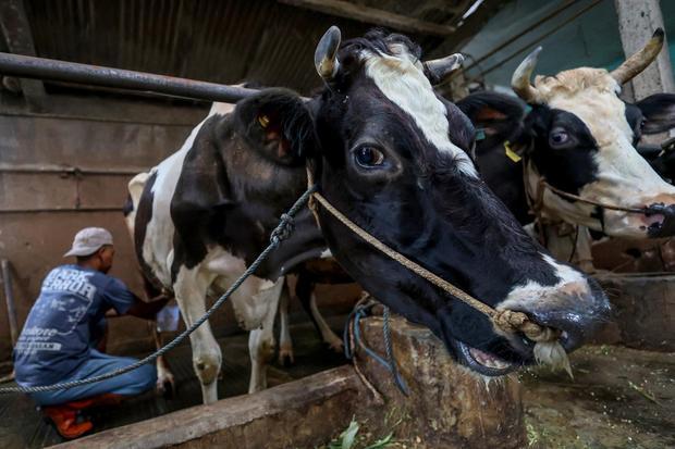 Peternak Kritik Rencana Impor Sapi Perah, Biaya Mahal dan Lahan Tidak Ideal