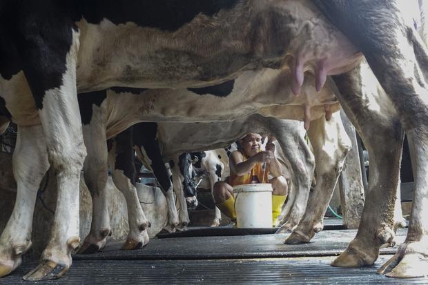 Investor asing ragu genjot investasi impor sapi perah untuk MBG, apa sebabnya?