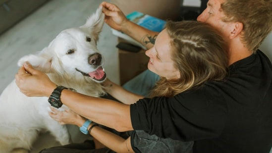 How long do dogs live? Vet explains why size, breed and care matter