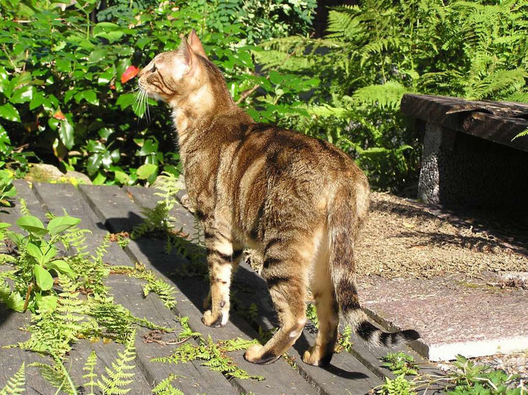 Quelles sont les races de chats les plus rares de la planète