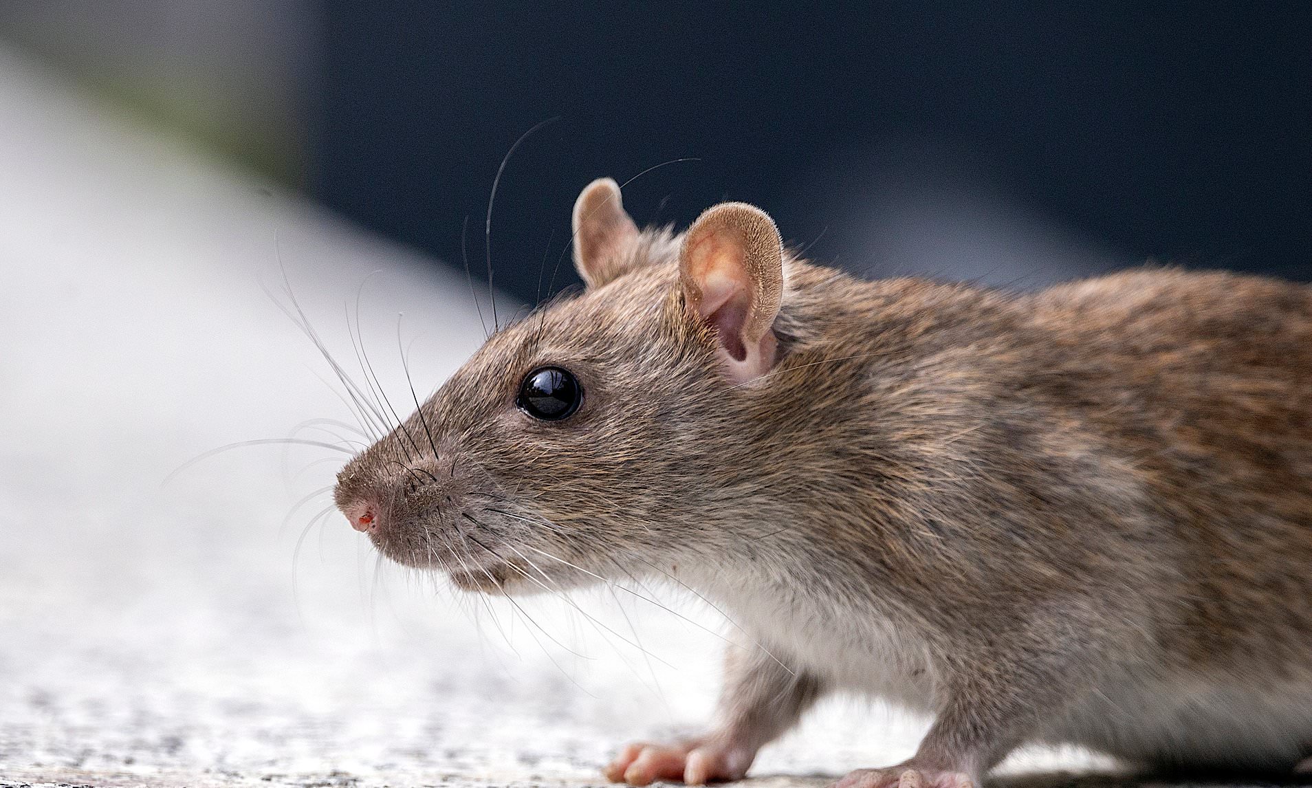 Flight cancelled after 'massive' stowaway rat leaves plane passengers ...