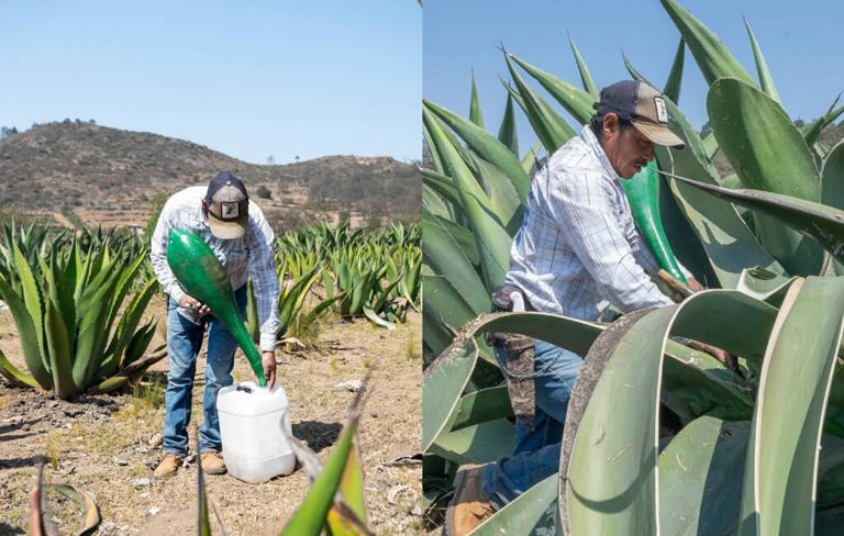 En Hidalgo, visita un campo de magueyes en un rancho pulquero