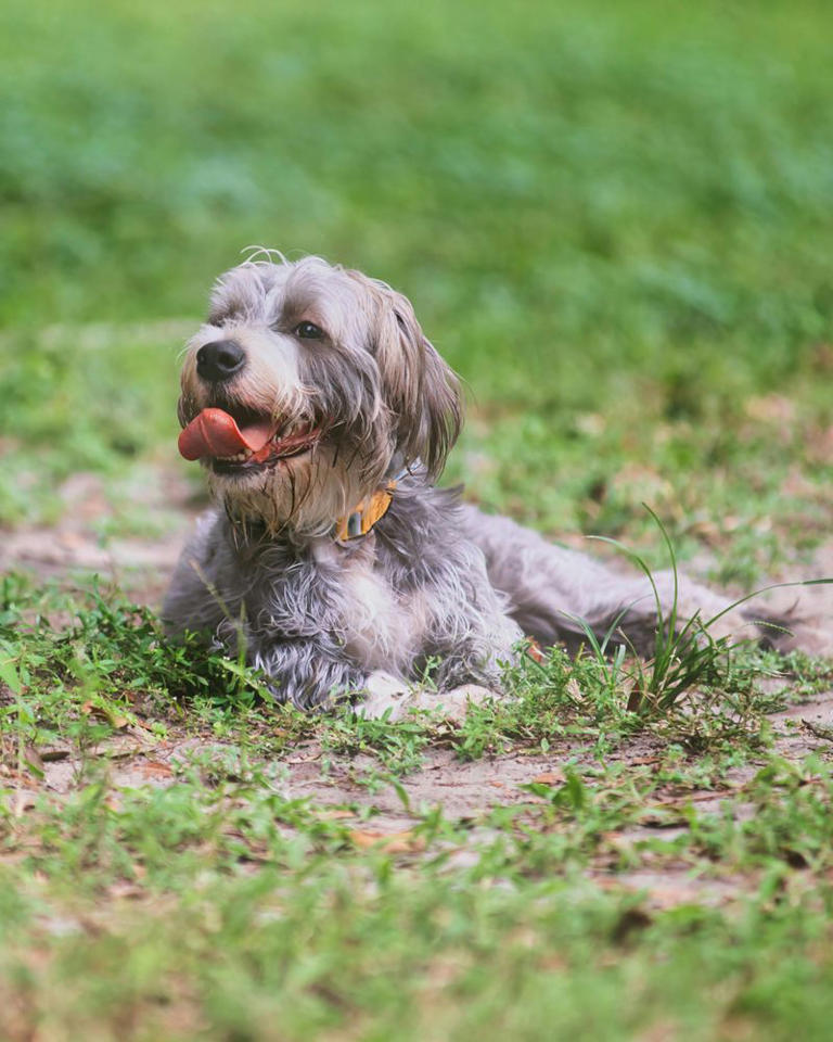 How to read your dog’s body language – a head-to-tail guide