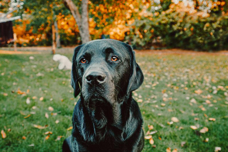 How to read your dog’s body language – a head-to-tail guide