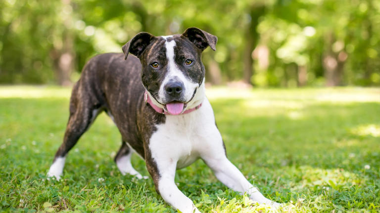 How to read your dog’s body language – a head-to-tail guide