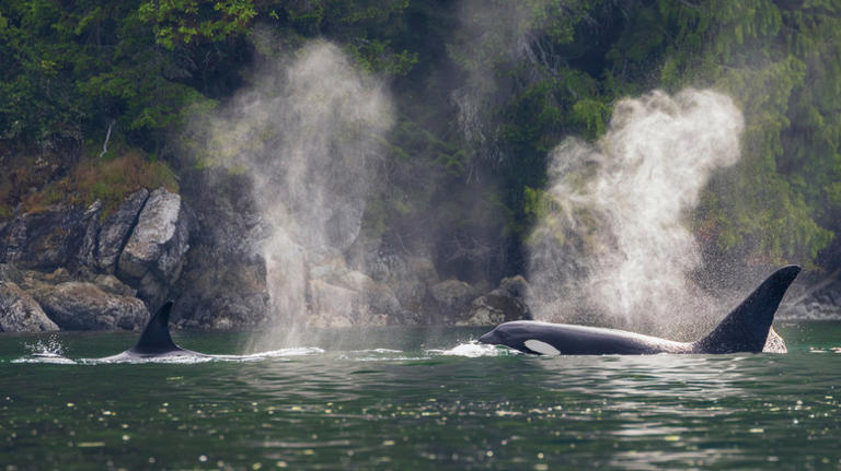 The 5 best American destinations to see orcas in the wild, according to ...