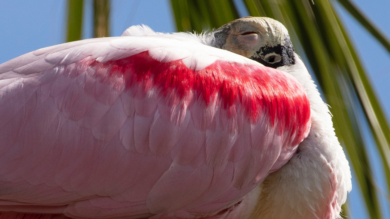 5 adorable pink animals stealing the wildlife spotlight