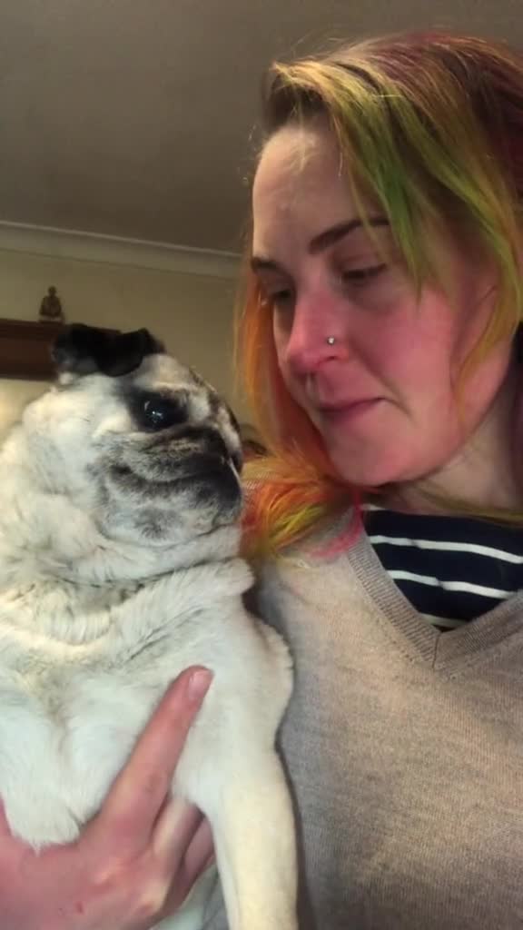 Pug reacts hilariously to dinner time request