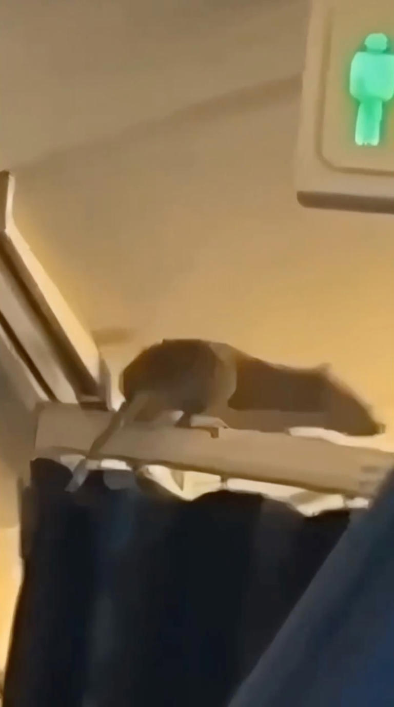 Massive rat stowaway caught on video as flight of 250 passengers left ...