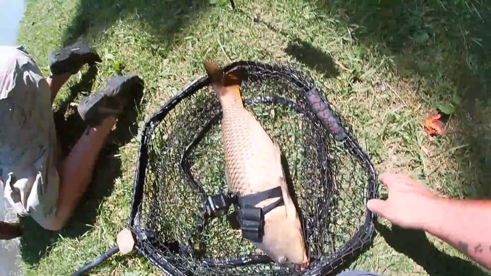 This is what happens when you put a GoPro on a fish