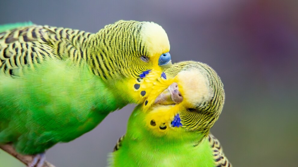 Tiny detail reveals your budgie’s gender