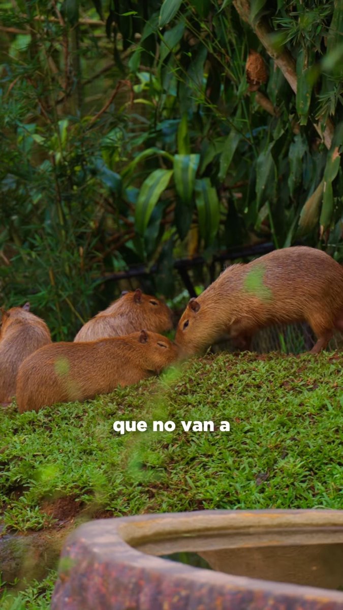 Wildlife center announces naming contest for four capybaras