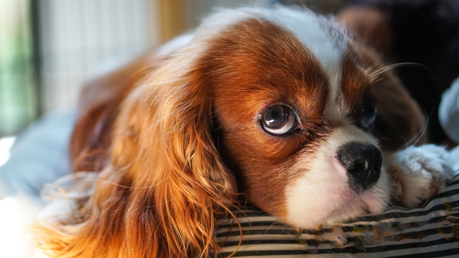 13 dog breeds that are clingy in the cutest way