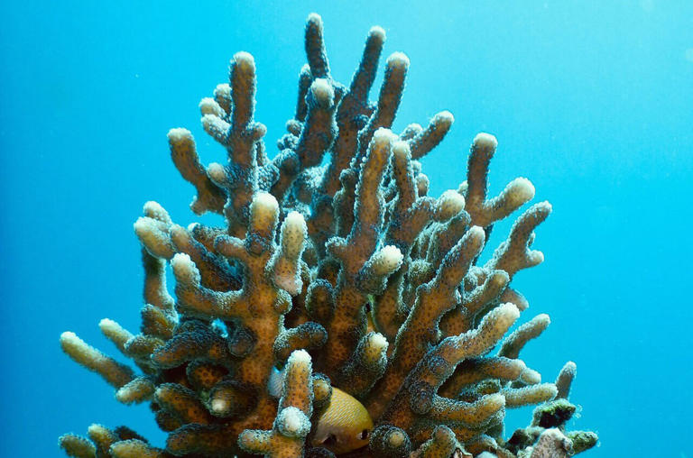 How do corals feed? Energy supply from directly ingested food ...