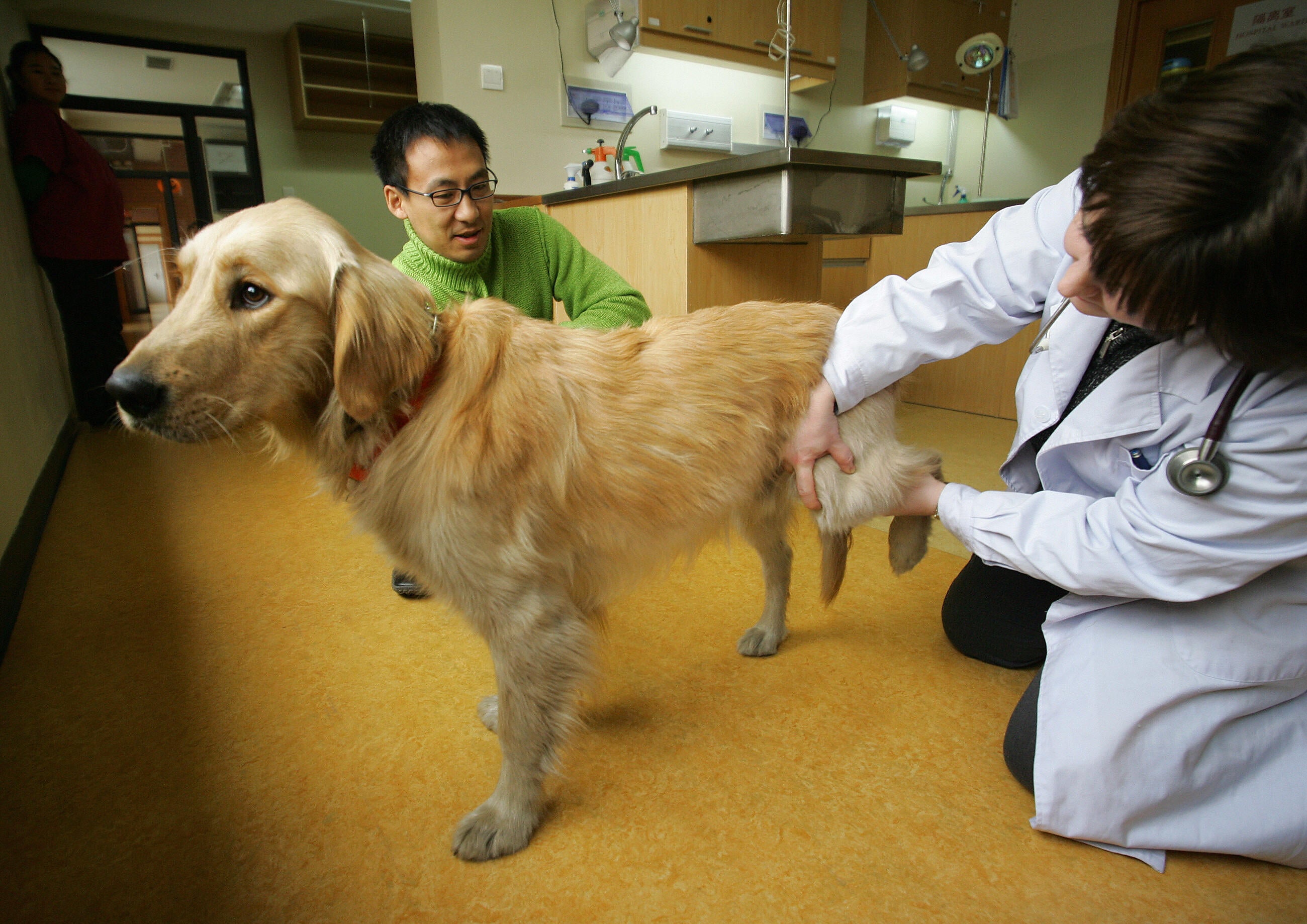 Woman sues IRS to get pets classified as dependents