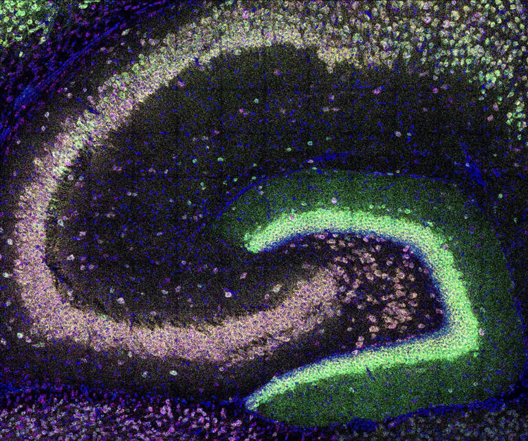 Neurons use simple rules to localize genetic messages, scientists discover