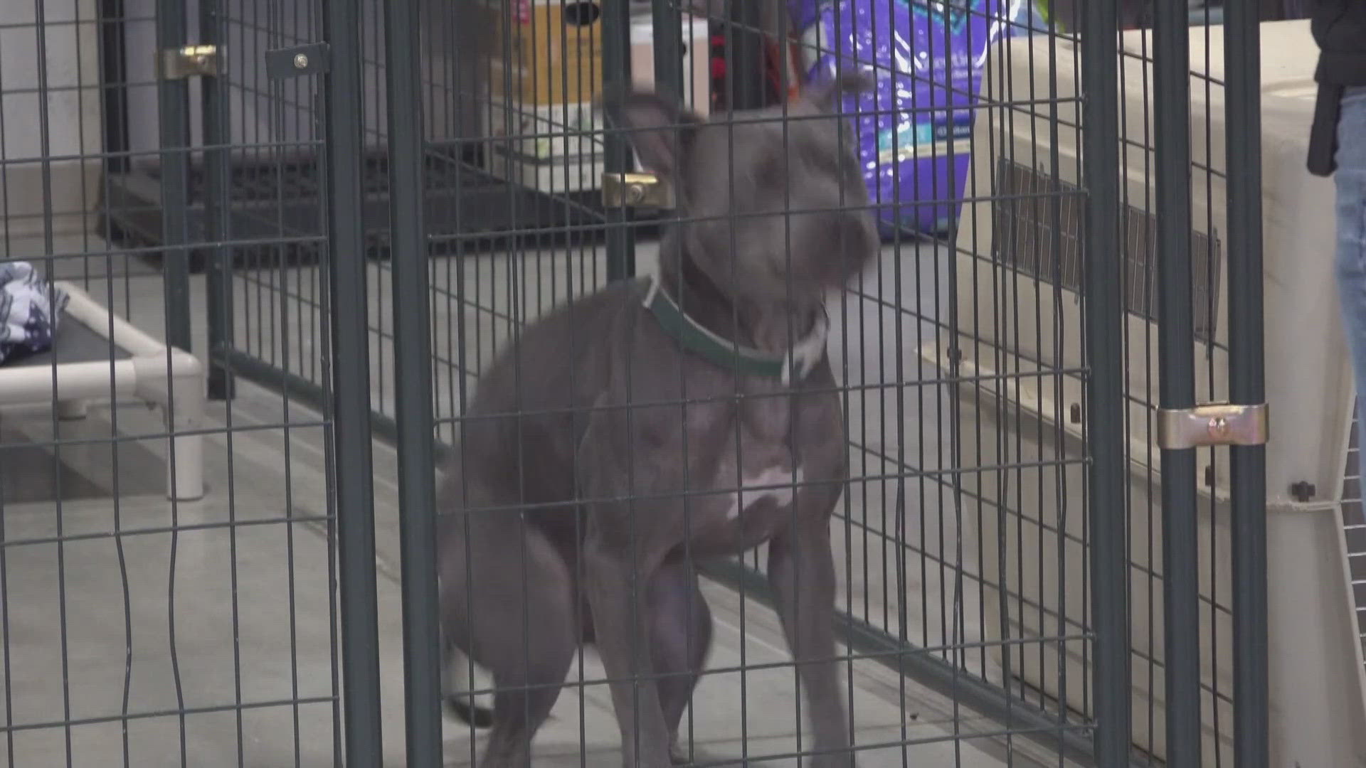 Boise kennel offering second chance for dogs and inmates