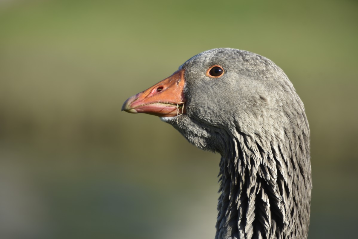Tank the Toulouse goose is shocking the with his massive size