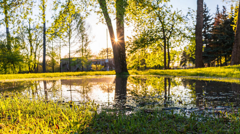 Bring life to your waterlogged yard by planting a beautiful oak tree ...
