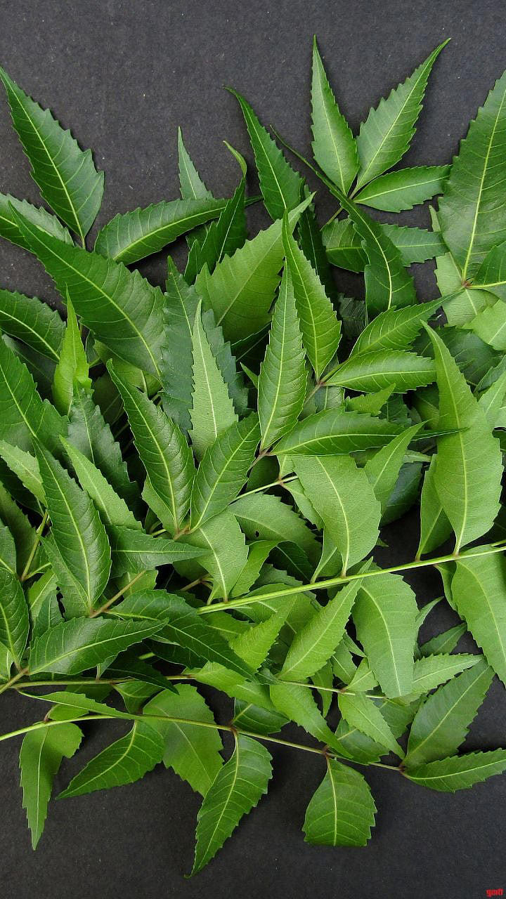 Neem leaves : थंडीत कडुलिंबाच्या पानांचे आरोग्य आणि सौंदर्यासाठी ८ ...