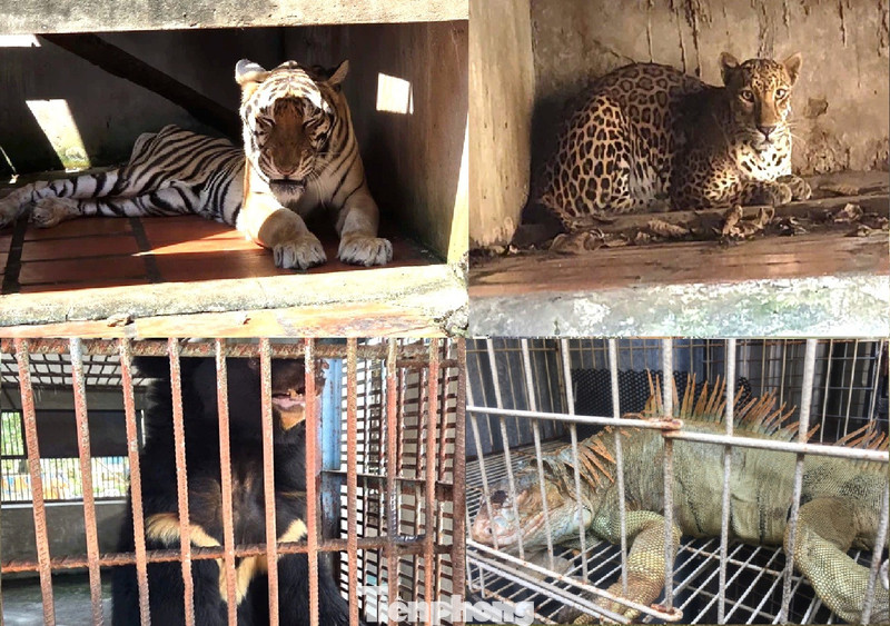 Nguồn gốc của những 'chúa sơn lâm' do người dân nuôi nhốt ở TPHCM