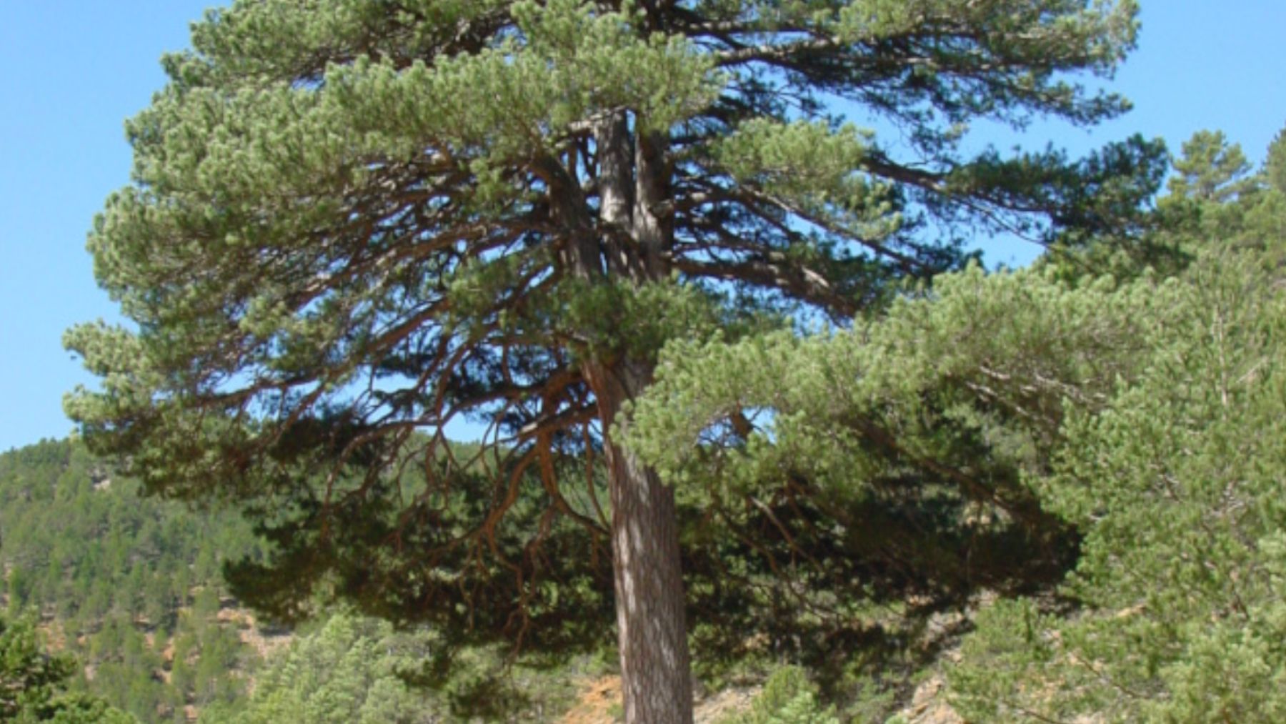 El pino más alto de Aragón es anterior al Quijote, mide 28 metros y ...