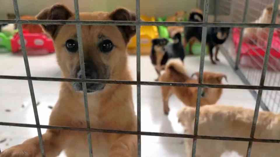 Mom dog comforts her terrified puppy inside a crowded shelter