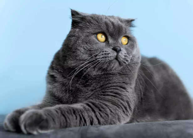 Photogenic cat breeds that always steal the spotlight