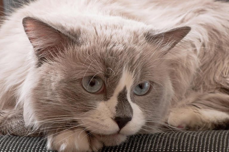 The ragdoll breed explained: temperament, care, and what to expect