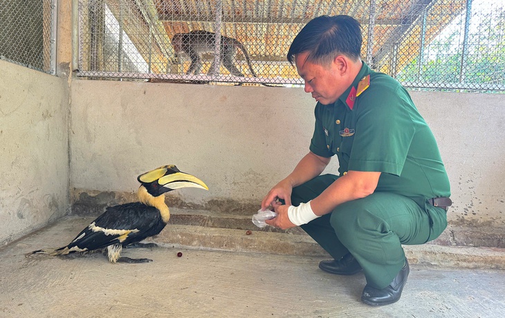 Trại rắn Đồng Tâm tiếp nhận chim hồng hoàng quý hiếm từ Tây Ninh