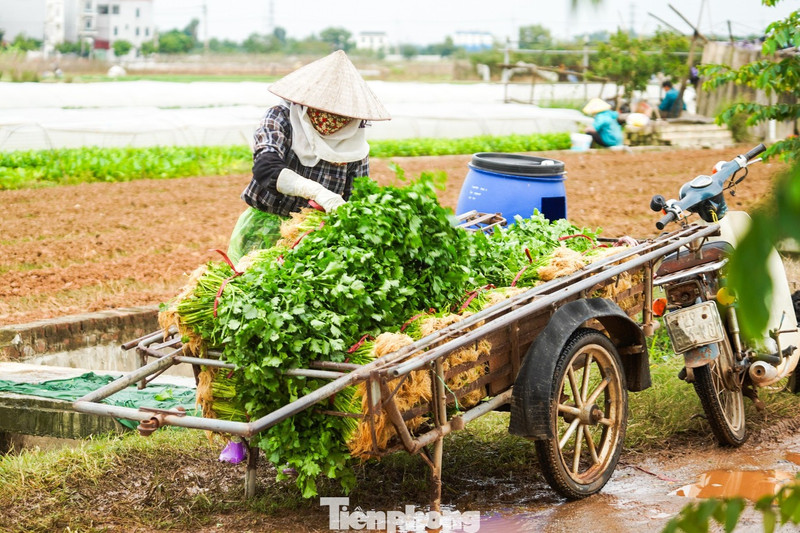 Vì sao giá rau củ ở Hà Nội tăng chóng mặt?