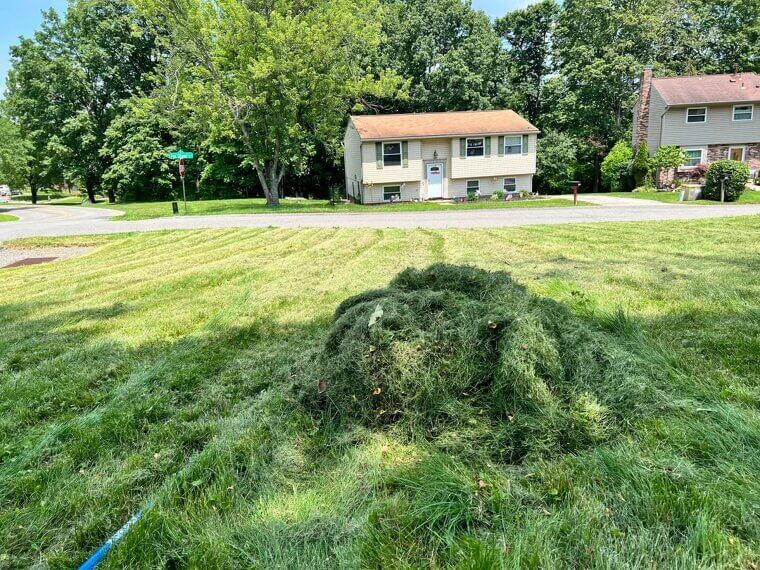 Reasons your lawn looks terrible and how to fix it fast
