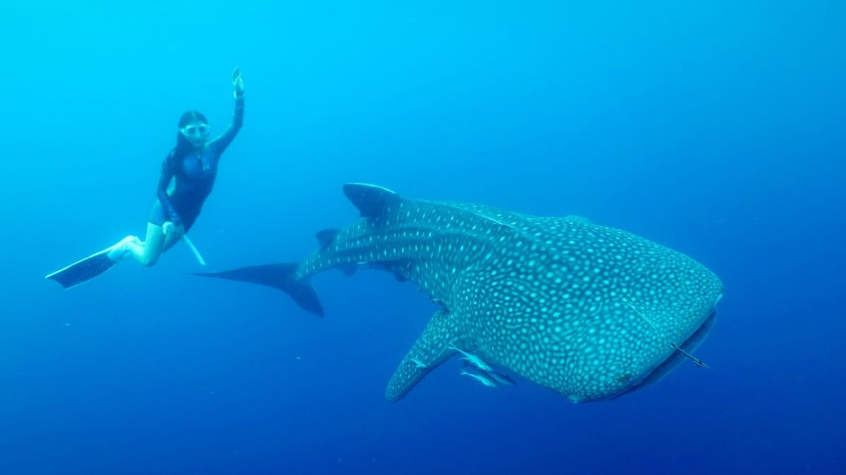 Kejadian Langka: Bayi Hiu Paus Muncul di Teluk Saleh