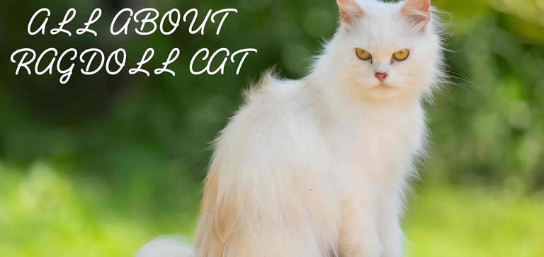 The ragdoll breed explained: temperament, care, and what to expect