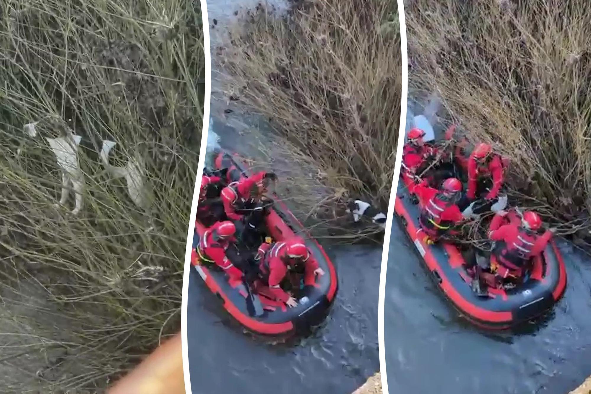 Video shows dramatic moment dog is rescued from riverbank in Yorkshire