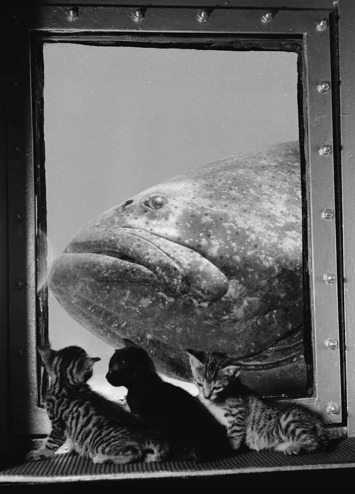 48 fascinating historical photos that might change your perspective on ...