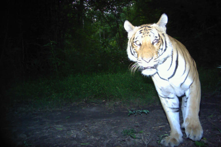 Hope for tigers grows as Thailand safeguards a key link in their habitat
