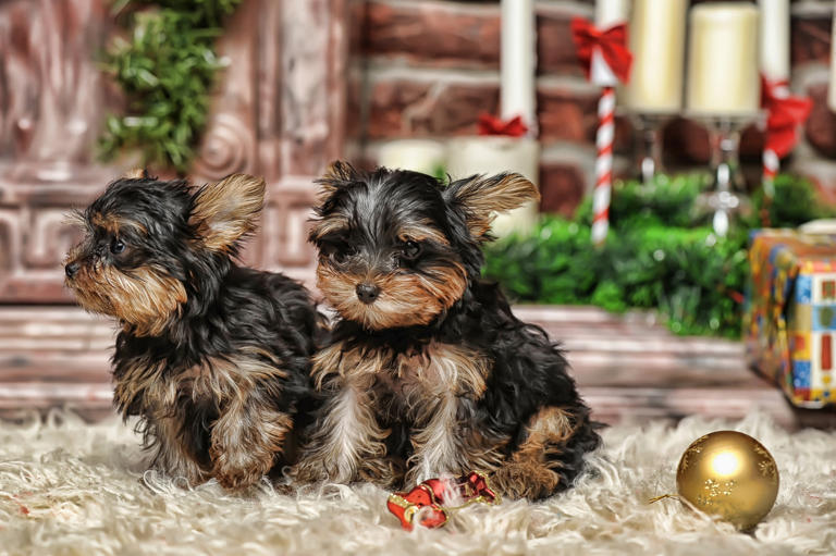 10 Yorkies dress up as 'The Grinch' to get Grinch Happy Meals and it's ...