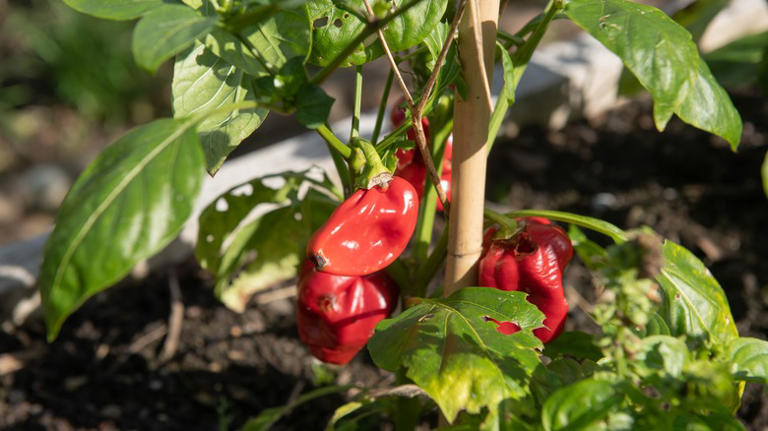 10 best pepper plant varieties to grow indoors for a year-round harvest