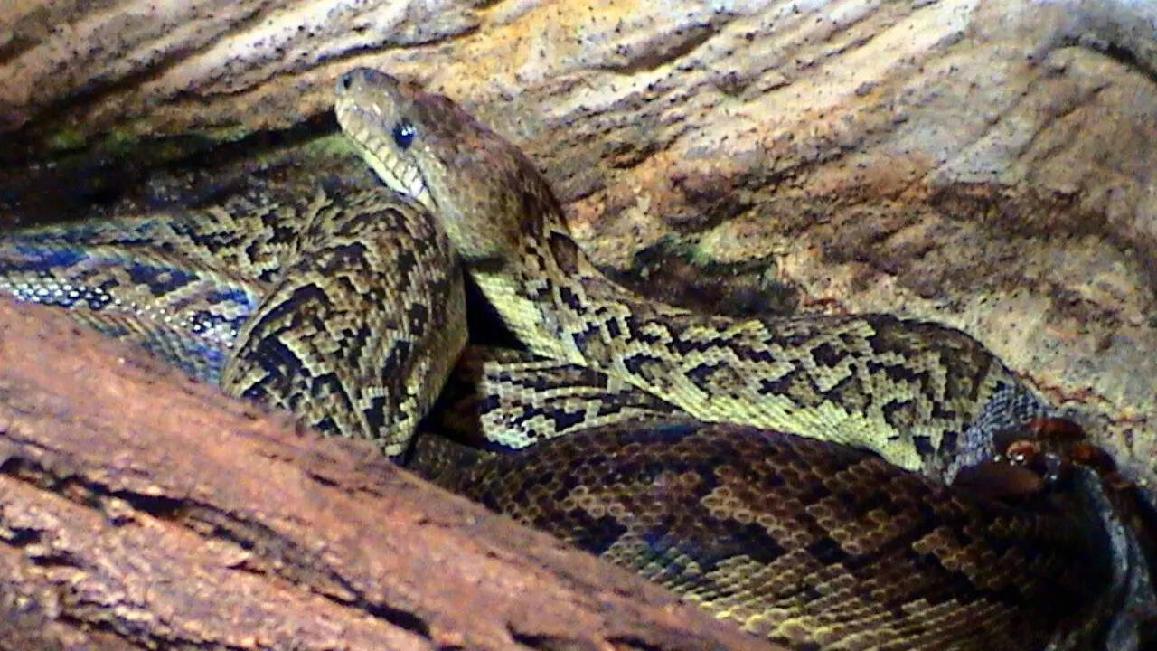 The snake that hunts in packs! Discover the Cuban boas' cooperative ...