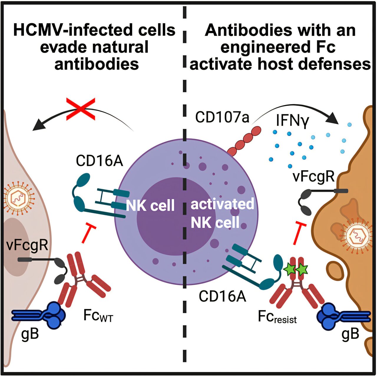 New antibody design blocks cytomegalovirus from hiding from the immune ...