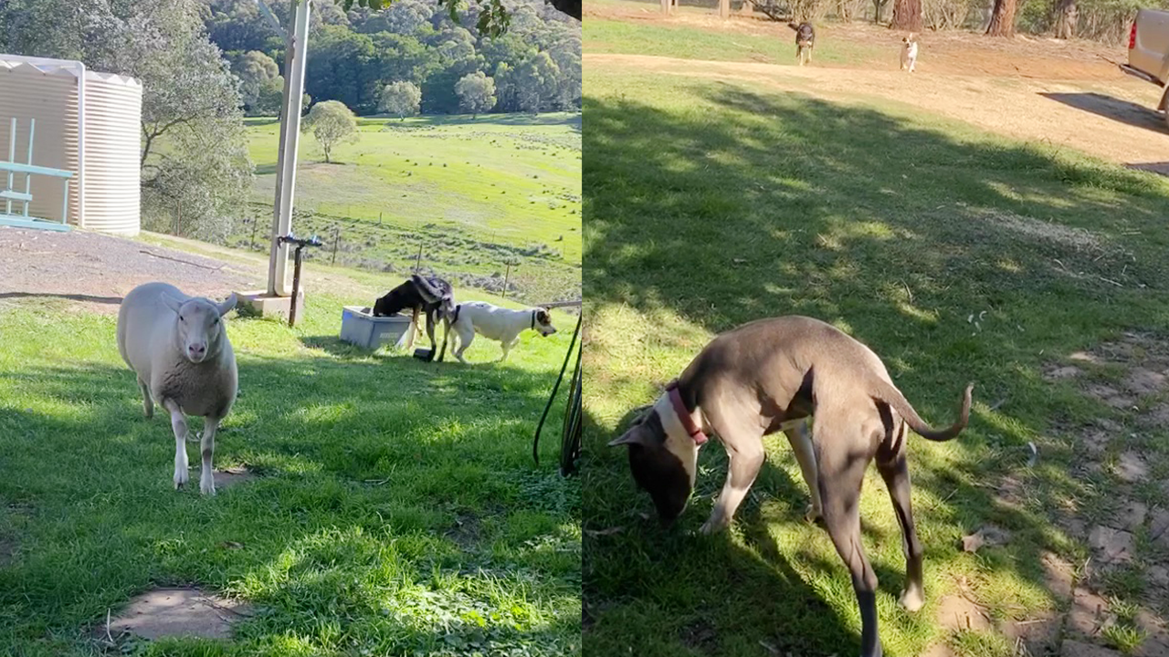 Sheep tries to play fetch with three dogs (funny)