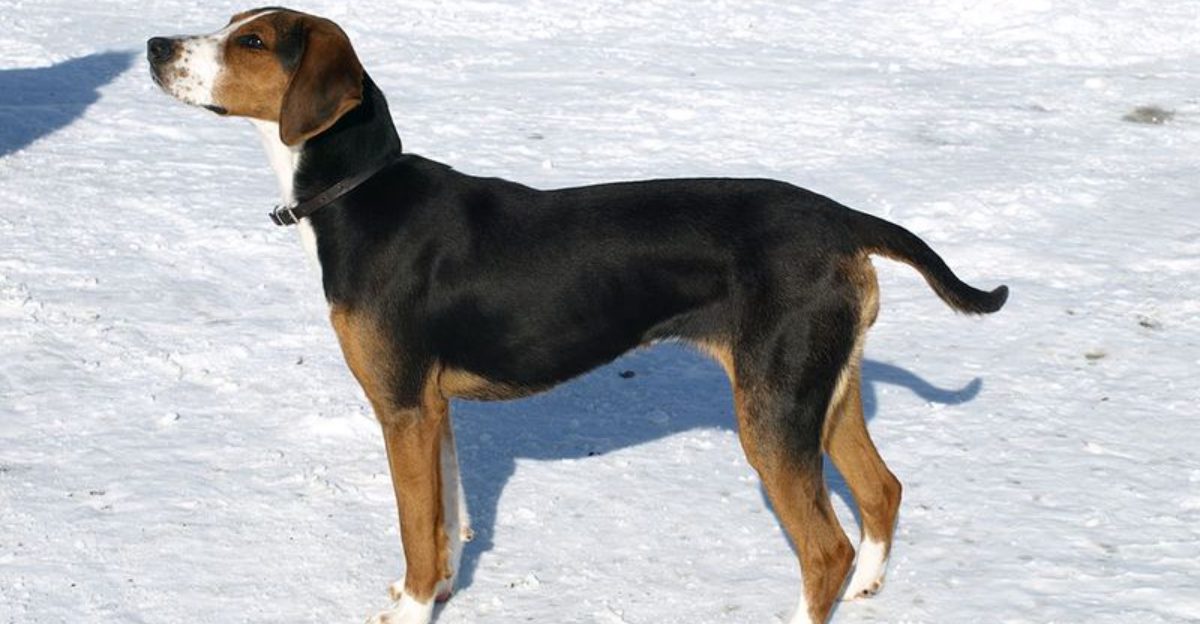 15 dog breeds that tend to get zoomies at the same time daily – what it ...